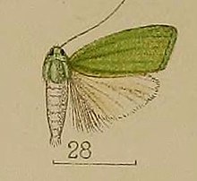 28-Prasinoxena metaleuca Hampson, 1912. JPG