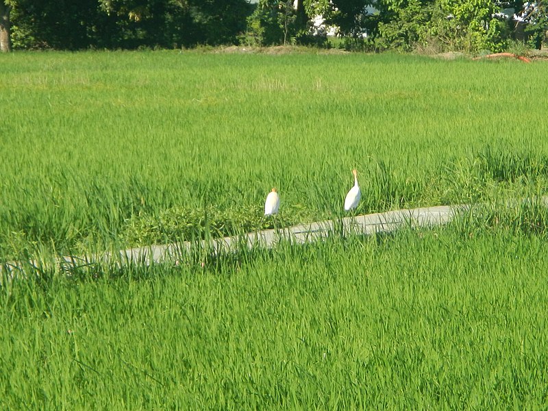 File:402Paddy fields in Tangos, Sulivan, Piel and Santo Niño, Baliaug, Bulacan 25.jpg