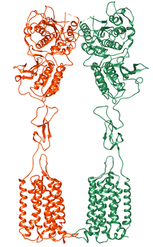 7dgd mGluR1 homodimer inactive.png
