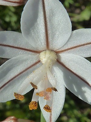 A. fistulosus-flor-1.jpg