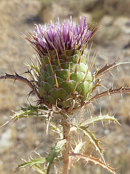 File:A. humilis-0002 17.jpg