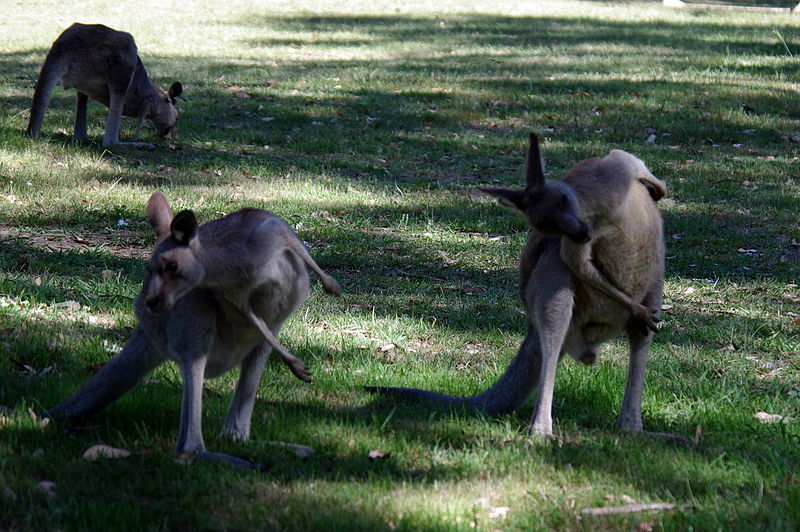 File:AUS-bluemount-kangurus.jpg