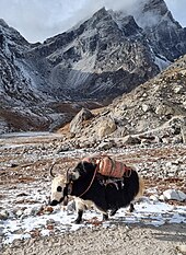 A domestic yak carrying equipment up to the Everest Base Camp in Nepal A domestic yak carrying cooking gas cylinders on the way to the Everest Base Camp in Nepal, photographed on November 28, 2023.jpg