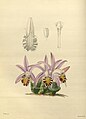 Pleione × lagenaria plate 107 in: James Bateman: A Second Century of Orchidaceous Plants London (1867)