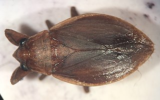 <i>Abedus immaculatus</i>