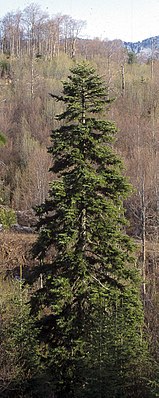Silver fir (Abies alba) in its natural habitat, Bijela gora in Montenegro