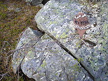 A rock in Abisko, Sweden fractured along existing joints possibly by frost weathering or thermal stress Abiskorock.JPG