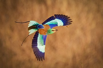 Abyssinian roller.jpg