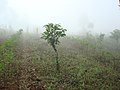 Acacia mangium Kultivado en Afriko