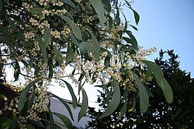 Acacia falcata5.JPG