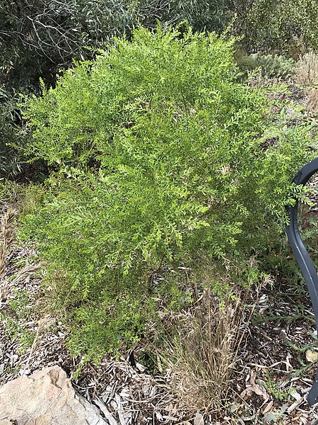 File:Acacia truncata.jpg