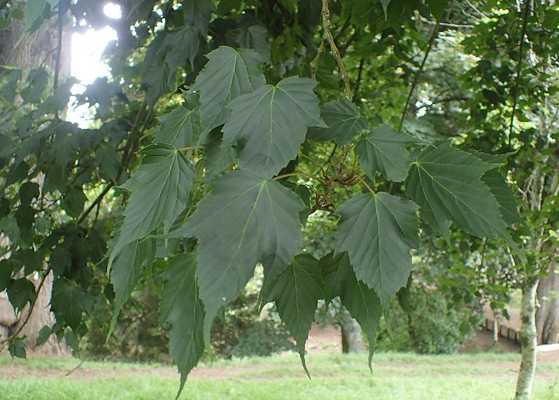 File:Acer rubescens kz01.jpg