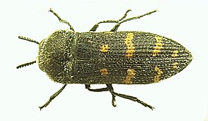 White-scaled without-shield jewel beetle (Acmaeoderella flavofasciata)