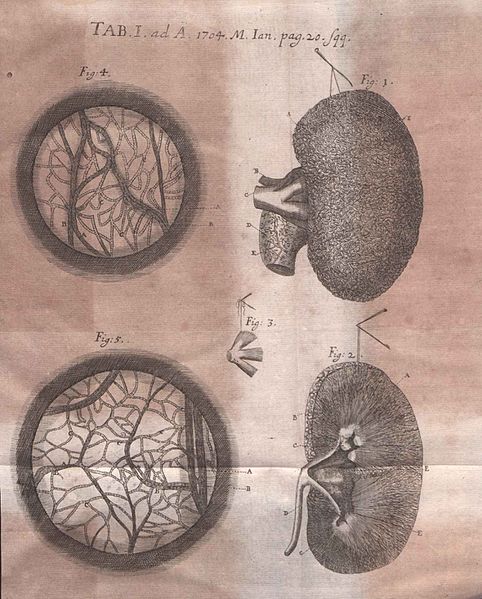 File:Acta Eruditorum - I fisiologia, 1704 – BEIC 13365677.jpg