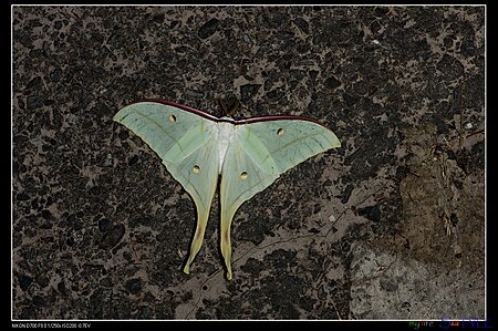 Fail:Actias ningpoana ningtaiwana (21171014878).jpg