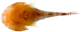 Papillate Clingfish (A. artius) - Ventral view showing pelvic disk Acyrtus artius - pone.0010676.g161.png