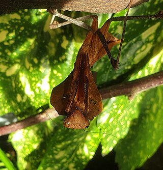 <span class="mw-page-title-main">Deroplatyinae</span> Subfamily of praying mantises