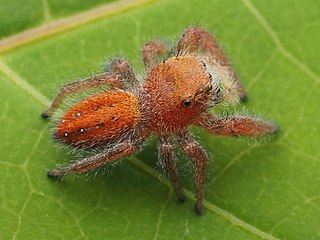 <i>Phidippus pius</i> Species of spider