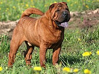 Shar Pei