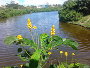 About 172 endemic species of plants were planted in the park to serve as habitat for aquatic, terrestrial and arboreal species Adyar Poonga's waterbody as seen from Karpagam Bridge, MRC Nagar7.jpg