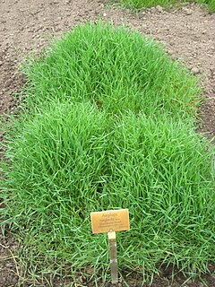 <i>Aegilops neglecta</i> Species of grass