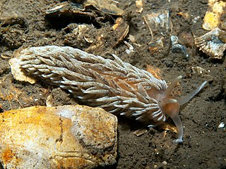 <i>Aeolidiella</i> Genus of gastropods