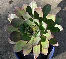 Aeonium Hirense summer.jpg