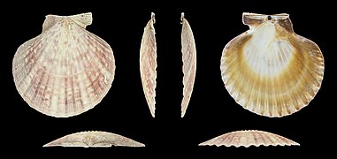 Aequipecten opercularis (Queen scallop), right valve