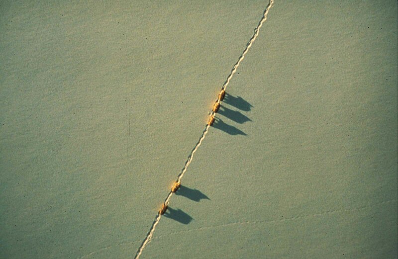 File:Aerial view of arctic wolf pack in snow canis lupus.jpg