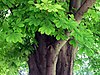 Aesculus hippocastanum-1.jpg