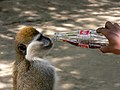 English: Monkey drinking Coca-Cola in Ethiopia Deutsch: Affe mit Colaflasche in Äthiopien