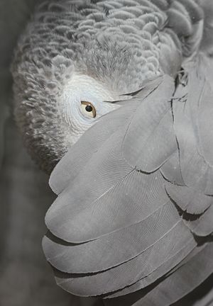 Parrot peeking from under wing