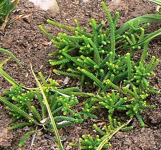 <i>Agathosma gonaquensis</i> Species of flowering plant