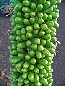 Agave attenuata Fruits