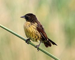 Unukolora agelajo (Agelasticus cyanopus), Argentino