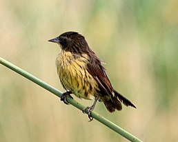 Варілеро однобарвний (Agelasticus cyanopus)