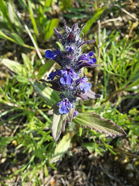 File:Ajuga genevensis sl11.jpg