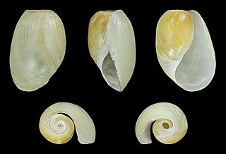 <i>Akera bullata</i> Species of gastropod