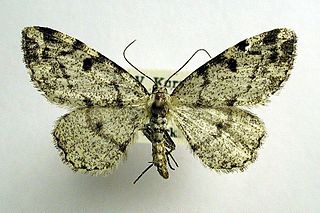<i>Alcis jubata</i> Species of moth