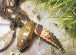 August 19: larva of firefly Alecton discoidalis eating the snail Oleacina