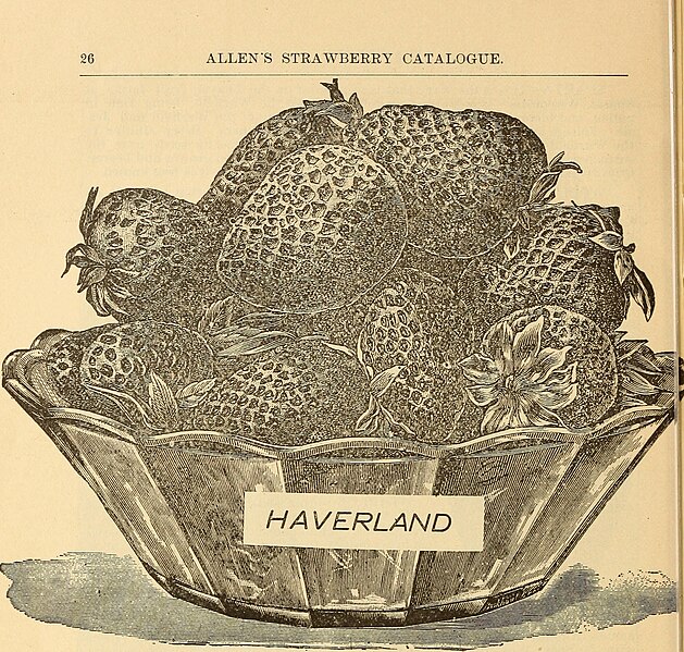 File:Allen's strawberry catalogue (1898) (17484422804).jpg