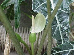 Description de l'image Alocasia sanderiana2.jpg.