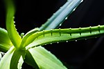 Thumbnail for File:Aloe Vera houseplant.jpg