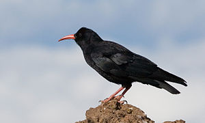 Chough (Pyrrhocorax pyrrhocorax) na La Palmie