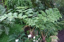 Alsophila incisoserrata (Cyathea incisoserrata) - Флора паркі - Кельн, Германия - DSC00544.jpg