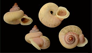 <i>Alycaeus</i> Genus of gastropods