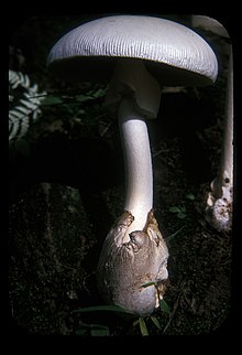 Amanita chepangiana (holotype) 3.jpg