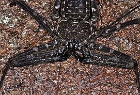 Opis obrazu Amblypygid (Damon medius) (7657897938) .jpg.