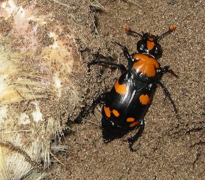 File:American Burying Beetle.jpg