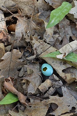 American Robin (Turdus migratorius) Egg